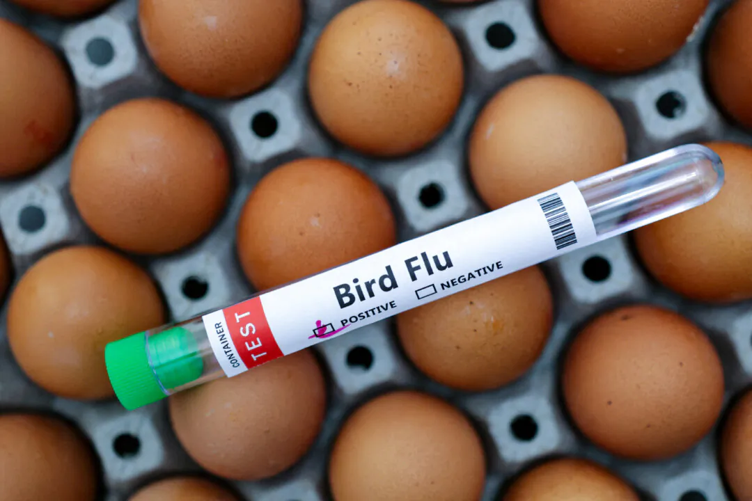 A test tube labelled "Bird Flu" and eggs in a picture illustration on Jan. 14, 2023. (Dado Ruvic/Illustration/Reuters)