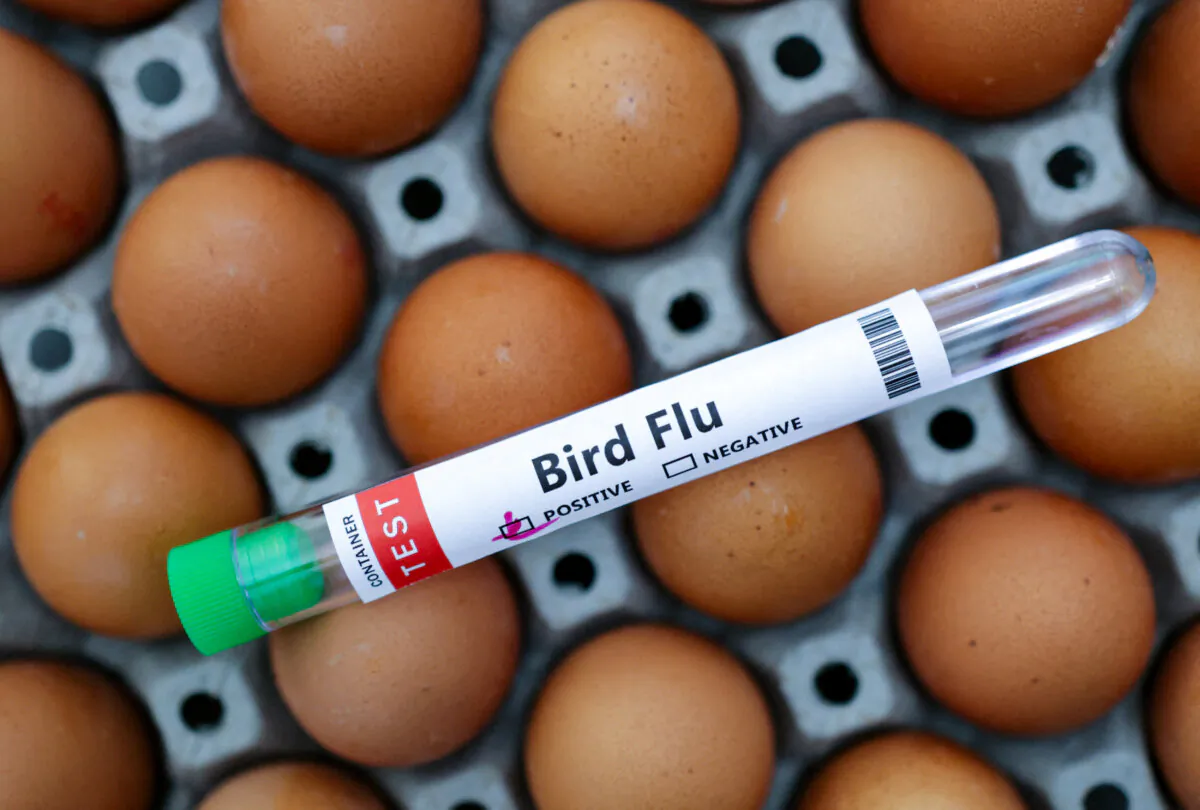 A test tube labelled "Bird Flu" and eggs in a picture illustration on Jan. 14, 2023. (Dado Ruvic/Illustration/Reuters)