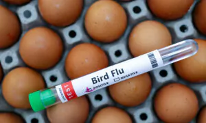 Utah Culls More Than 100,000 Turkeys After Detecting Bird Flu