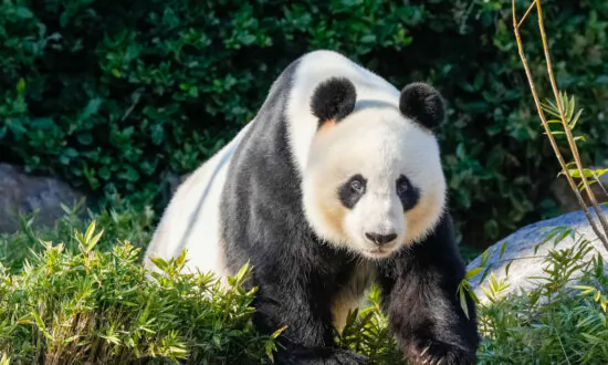 Panda Swap Announced at Adelaide Zoo