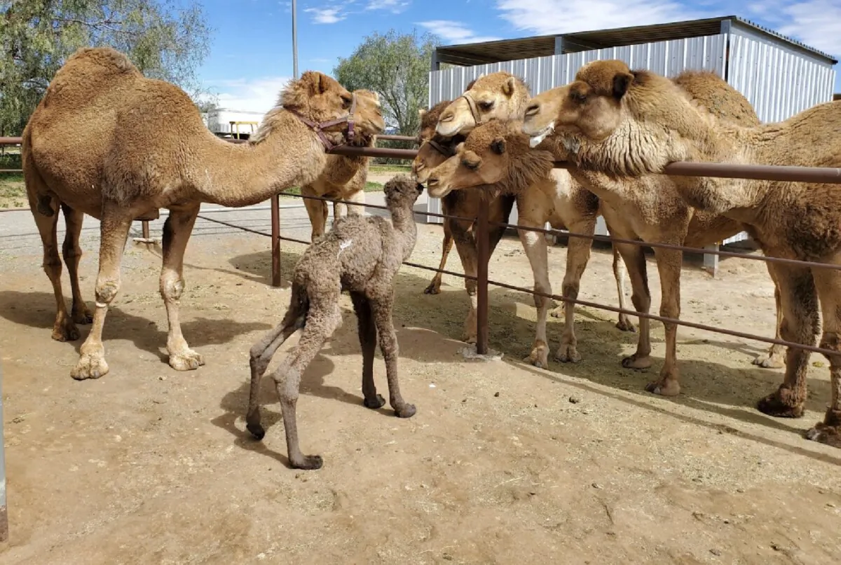 Curious camels at Oasis Camel Dairy in Ramona, California, get to meet the newest resident, a 3-week-old baby camel born at the dairy, with mom Luna staying close by. (Photo courtesy of the Oasis Camel Dairy)