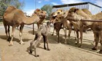 Camp With Camels in San Diego’s Backcountry