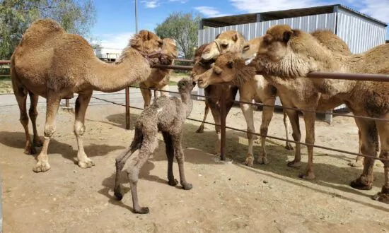 Camp With Camels in San Diego’s Backcountry