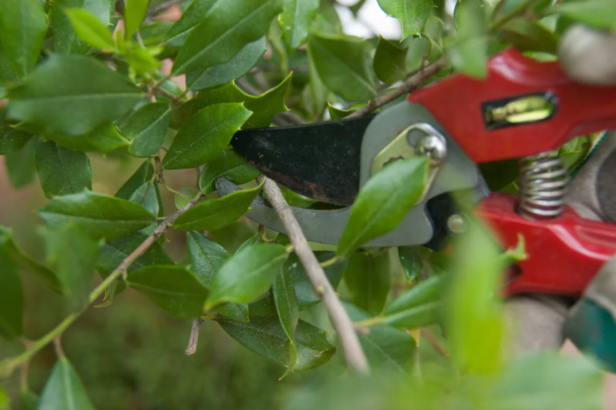 Pruning and thinning improves the overall health and appearance of trees and shrubs. (Gene Hamilton/TNS)