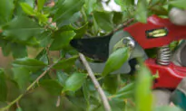 Prune Trees and Shrubs