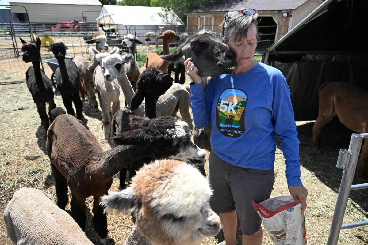Annie Danielson, owner of Annie's Alpaca Ranch, gets some love from Roxy, her 19-year-old Llama that is part of the Alpaca herd, at Annie's Alpaca Ranch in Longmont, Colorado, on June 4, 2024. The Alpaca Farm also allows campers and those with RVs to camp overnight and learn more about the animals at the ranch. (Helen H. Richardson/The Denver Post/TNS)