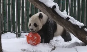 Delighted Pandas Play in Heavy Snow