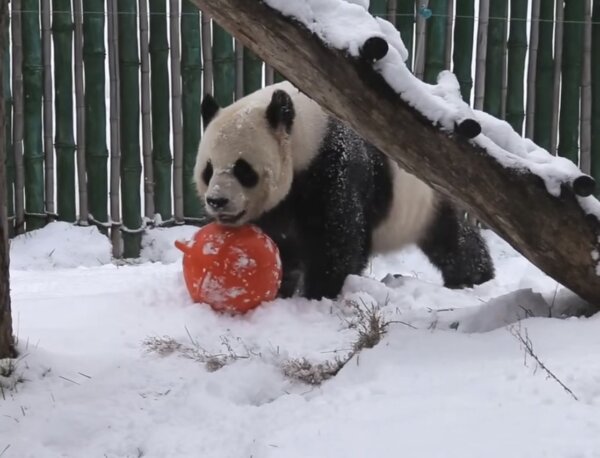 Delighted Pandas Play in Heavy Snow
