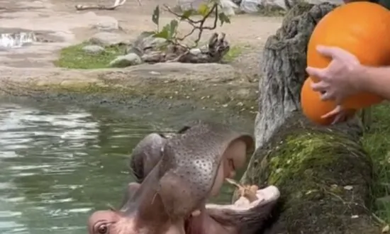 Hungry Hippos Enjoy Pumpkin Treats