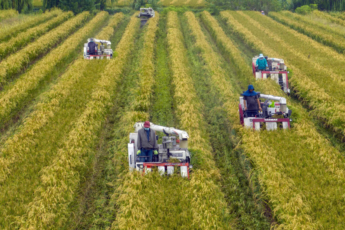 Farmers harvesting rice in a paddy during harvest season in Taizhou, in China's eastern Jiangsu Province, on Sept. 20, 2022. (STR/AFP via Getty Images)