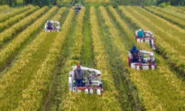 China’s Food Security Problem Returning
