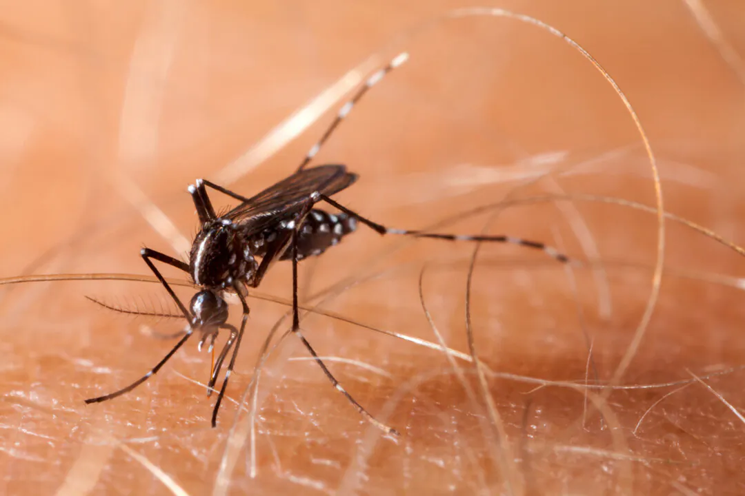 Being bitten by a mosquito can result in an itchy, unsightly red bump and—depending on where you are—serious disease. (Dreamstime/TNS) 