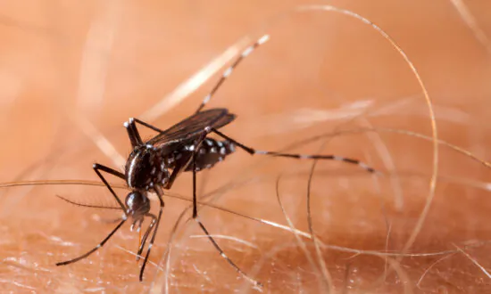 Mosquitoes Can Ruin a Hike. Here’s How to Stop Them