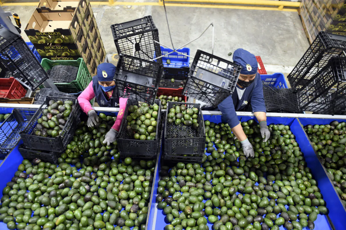 Employees pack avocados at a plant in the town of Ario de Rosales, Michoacán state, Mexico, on Feb. 21, 2022. (Alfredo Estrella/AFP via Getty Images)