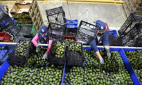 US Ceases Avocado Inspections in Mexican State of Michoacán Over Threat to American Interests