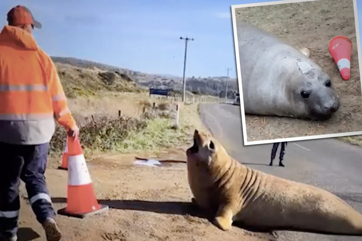 Jason Howlett tries to lead Neil the seal off a road using a traffic cone. (Illustration by The Epoch Times, Screenshot/Newsflare)
