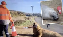 VIDEO: Traffic Worker Finds Lovable Seal Blocking Road, Tries to Coax Him Off—But He Wants to Play