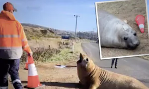 VIDEO: Traffic Worker Finds Lovable Seal Blocking Road, Tries to Coax Him Off—But He Wants to Play
