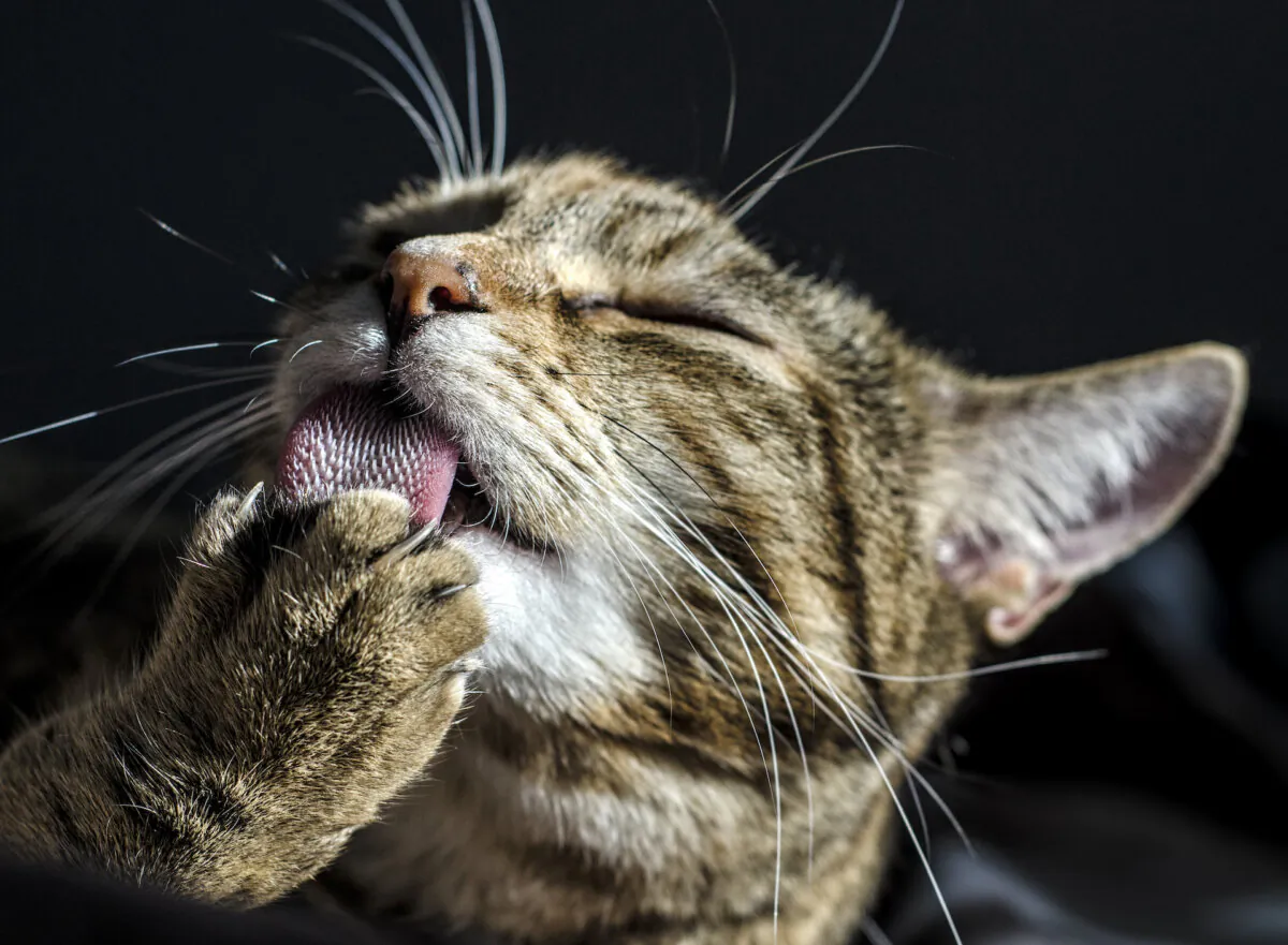 Let your cat keep her claws, and she will be happier and healthier. (Glen Robinson/Shutterstock)