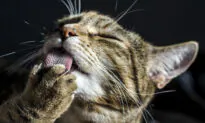 Declawed Cats Suffer Chronic Pain