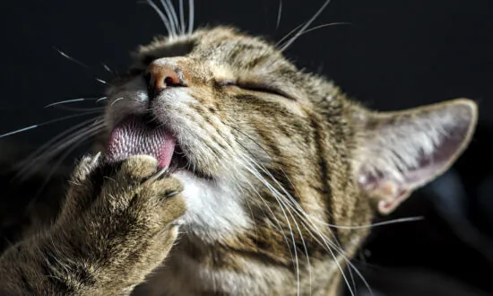Declawed Cats Suffer Chronic Pain