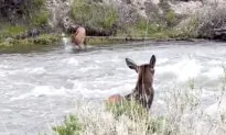 Elk Calf Is a Strong Swimmer