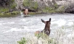 Elk Calf Is a Strong Swimmer