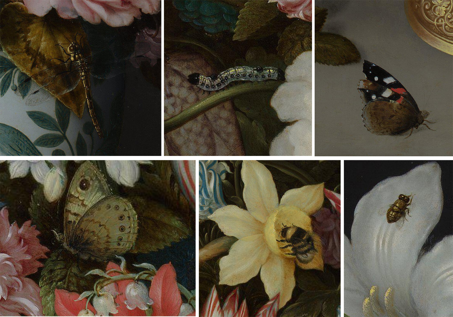 Detail of insects
