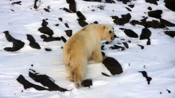 Rare Family of Hybrid 'Grolar' Bears Found in Canadian Arctic