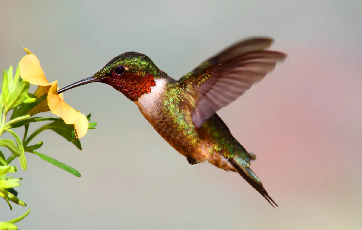 Hummingbirds consume an average of two to three times their weight in nectar each day. (Steve Byland/Dreamstime/TNS)