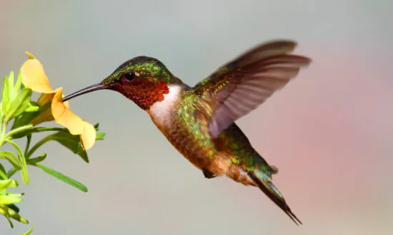 How to Create a Hummingbird Garden