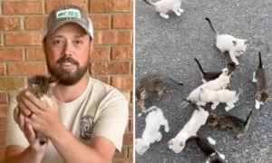 Man Stops to Rescue Stray Kitten but Is Ambushed by a Mob of 12—Gives All of Them Second Chance at Life