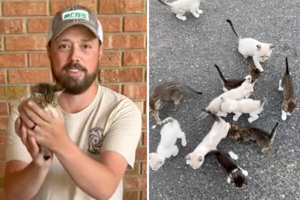 Man Stops to Rescue Stray Kitten but Is Ambushed by a Mob of 12—Gives All of Them Second Chance at Life