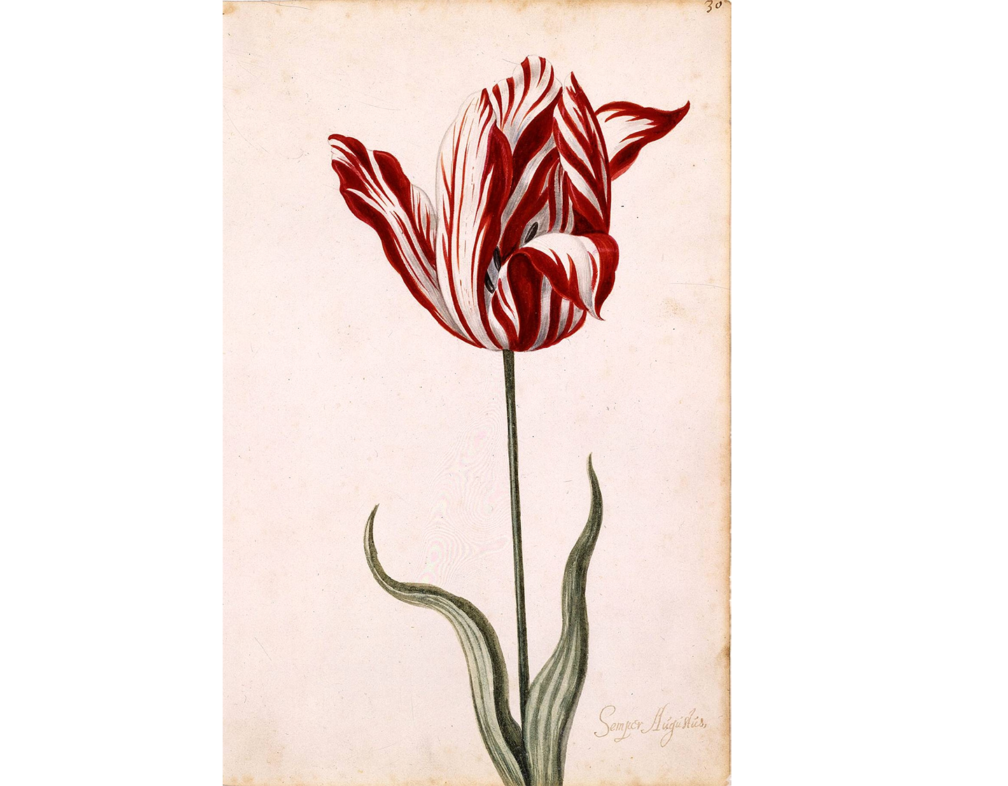 Semper Augustus tulip