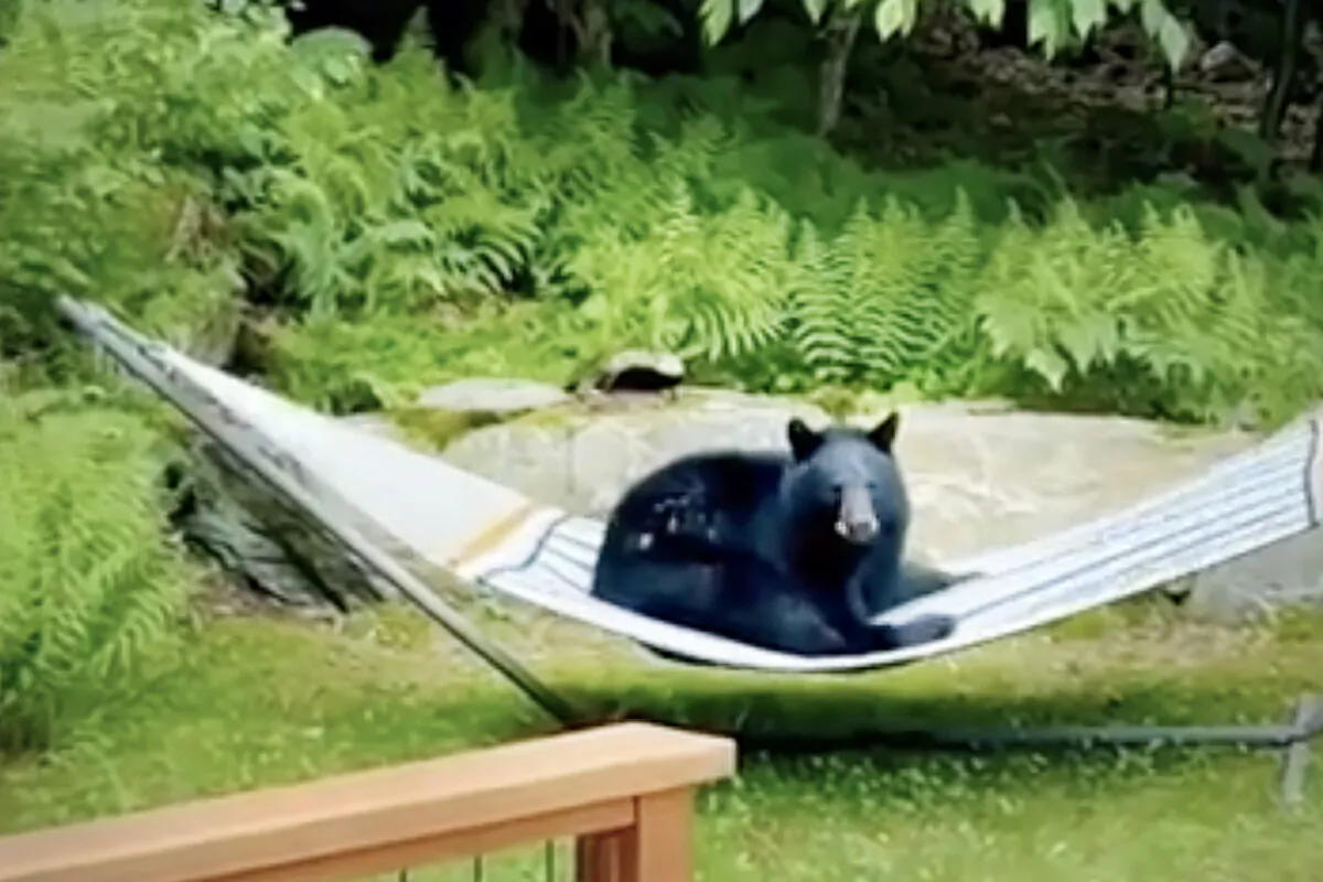 A black bear in Vermont relaxes in a hammock in a couple's backyard. (Noah Dweck via AP)