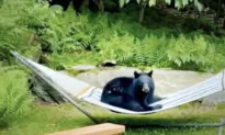 Vermont Man Hears Strange Sounds in Backyard—Then Spots Black Bear Relaxing in a Hammock