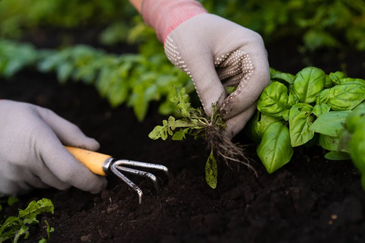 Pull weeds sooner rather than later—they have a weaker root system when they're small. (Uryupina Nadezhda/Shutterstock)