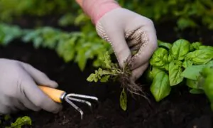 The Organic Gardener’s Guide to Weeding