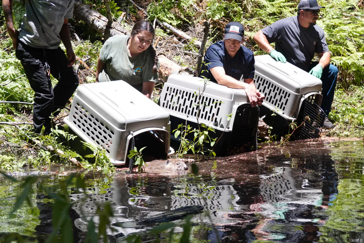 The Tule River Tribe joined state Fish and Wildlife officials in June to release a colony of beavers into the South Fork Tule River watershed. (California Department of Fish and Wildlife) 
