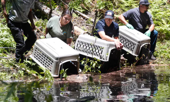 First Beavers in Decades Released on Tule River Tribal Reservation in California