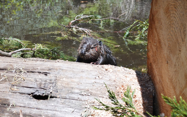"It’s going to be wonderful to watch them do their thing,” said Kenneth McDarment, a Tule River Tribe member. (California Department of Fish and Wildlife) 