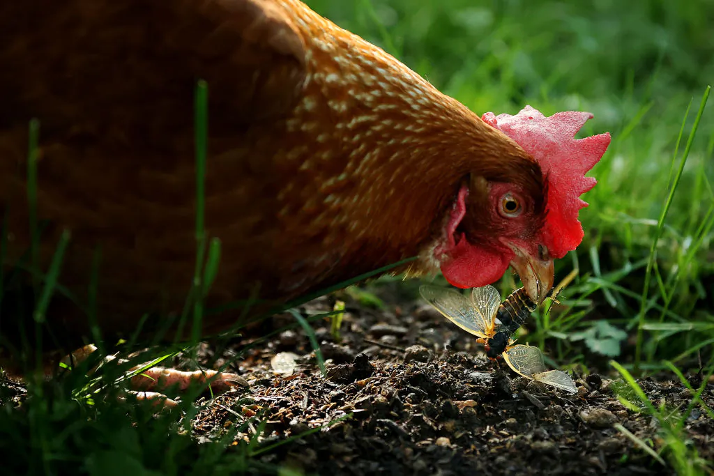 A domesticated Rhode Island red chicken in Takoma Park, Md., on May 20, 2021. (Chip Somodevilla/Getty Images)