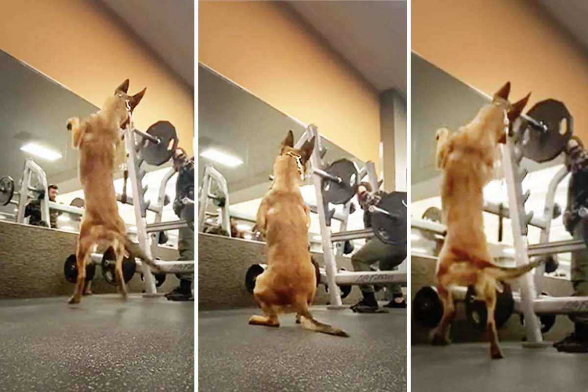 Dooma the dog does squats. (Courtesy of @doomasquats)