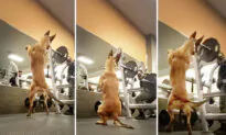 VIDEO: Man Brings Service Dog With Him to Gym—But Watch What Happens When He Does Squats