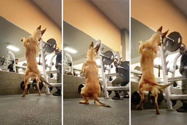 VIDEO: Man Brings Service Dog With Him to Gym—But Watch What Happens When He Does Squats