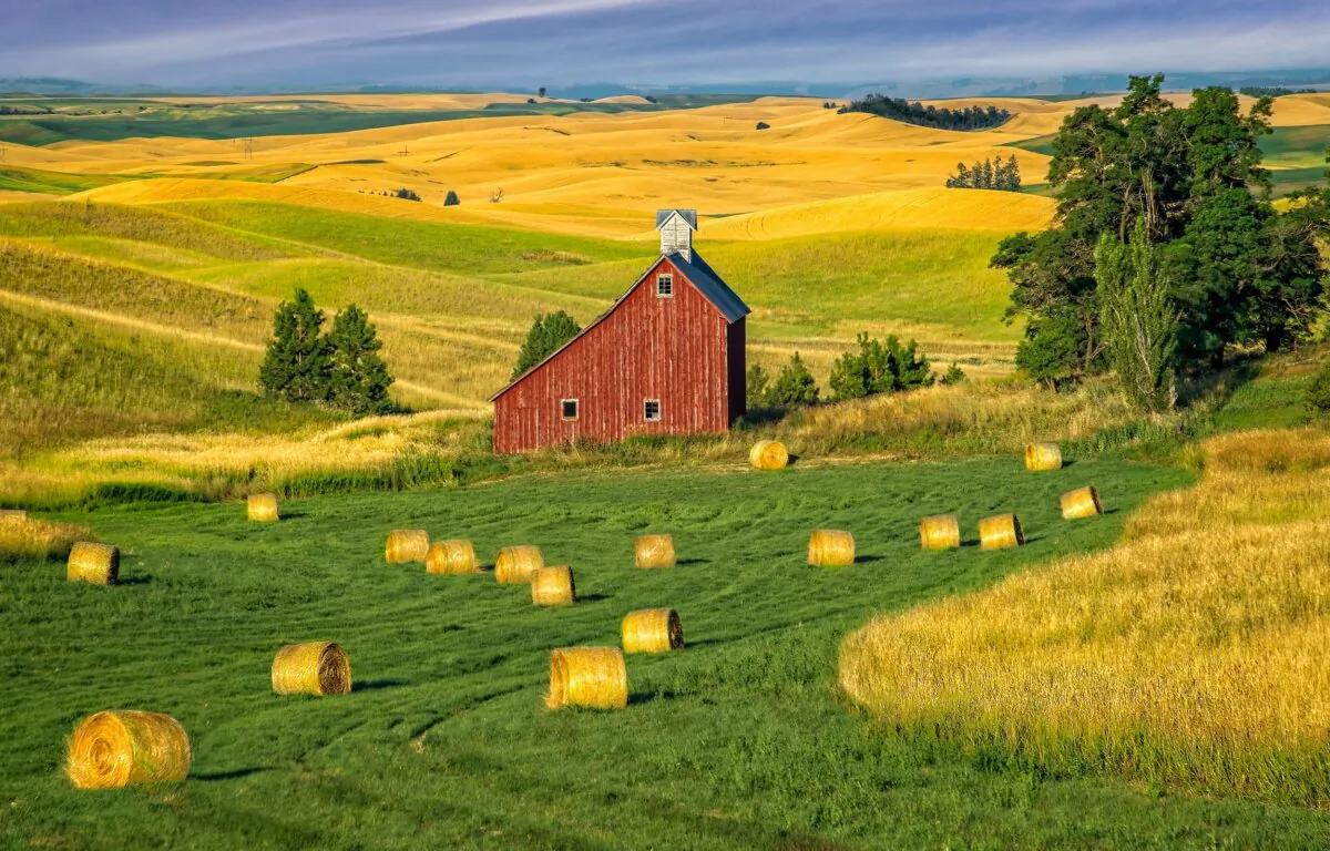 The context of “Make hay while the sun shines” is, naturally, an agricultural one. (Ruslan Suseynov/Shutterstock)