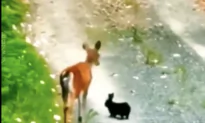 Wild Deer and Bunny Dubbed ‘Real Life Bambi and Thumper’