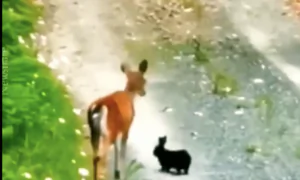 Wild Deer and Bunny Dubbed ‘Real Life Bambi and Thumper’