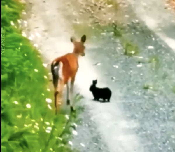 Wild Deer and Bunny Dubbed 'Real Life Bambi and Thumper'
