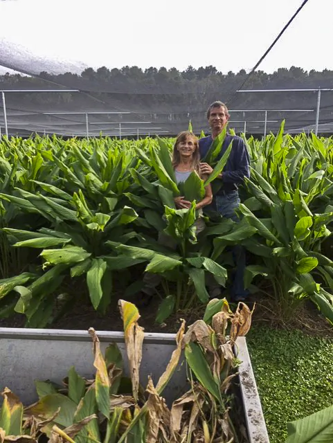 Valerie and Brian Quant in the turmeric fields on their organic farm, White Rabbit Acres. (Courtesy of Brian Quant)